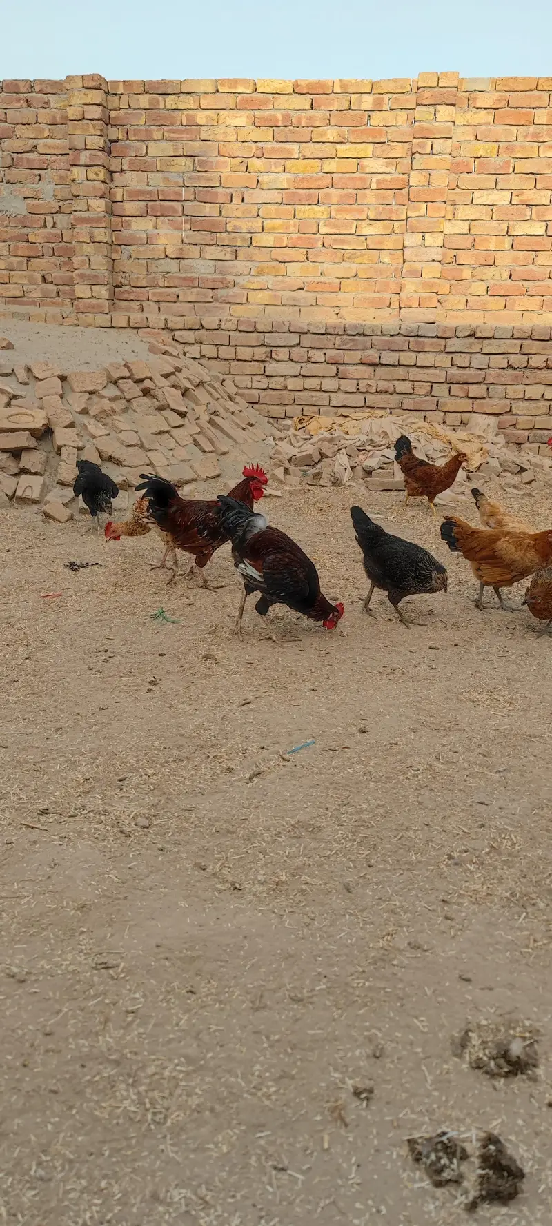 Desi misri pathe 90 pieces — photo 5