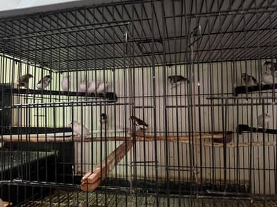 bengalese finch