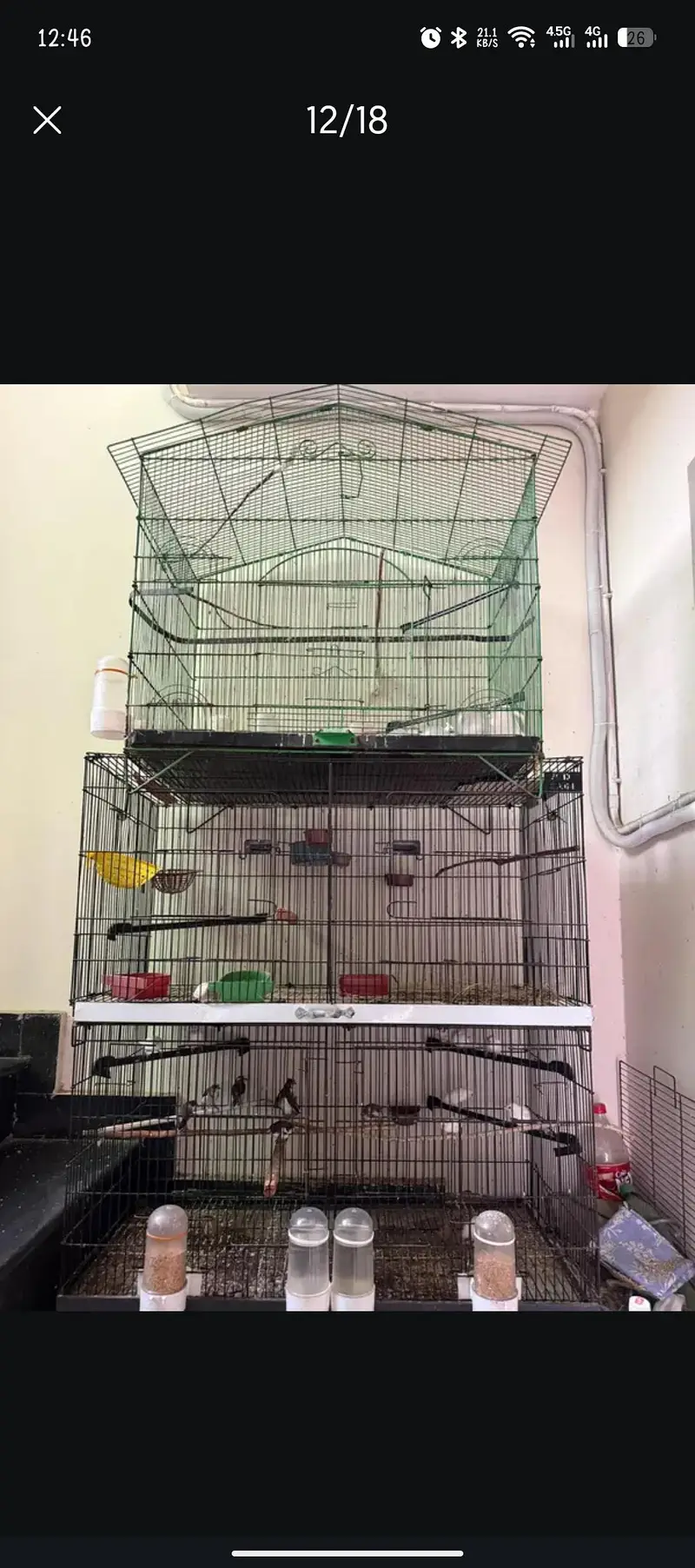 bengalese finch — photo 2