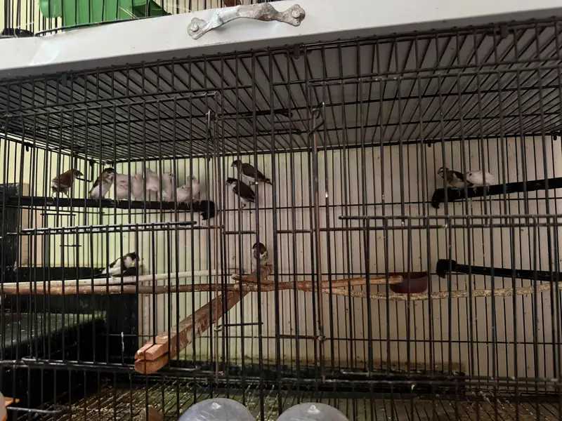 bengalese finch — photo 3
