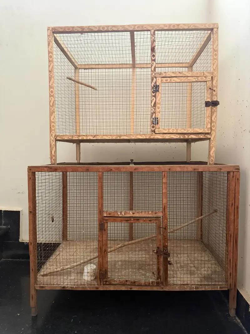 bengalese finch — photo 5