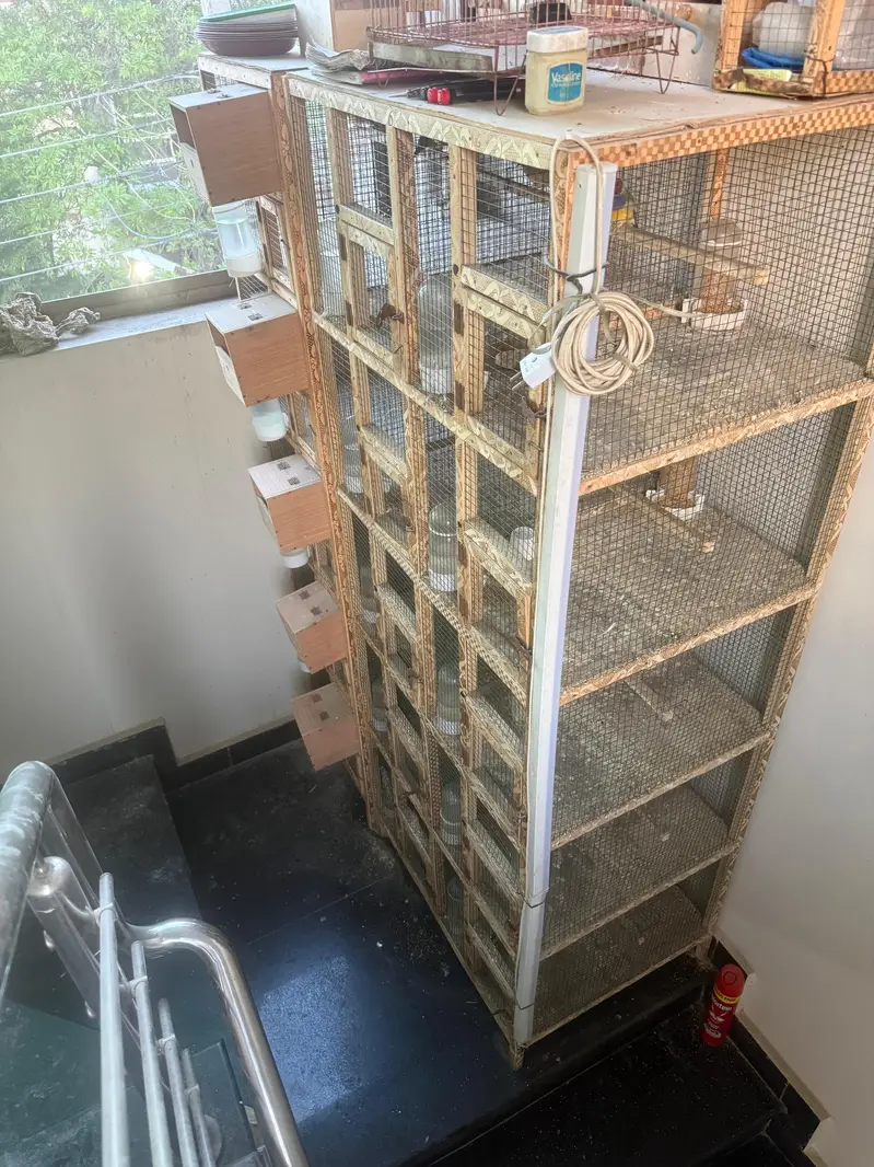 bengalese finch — photo 10