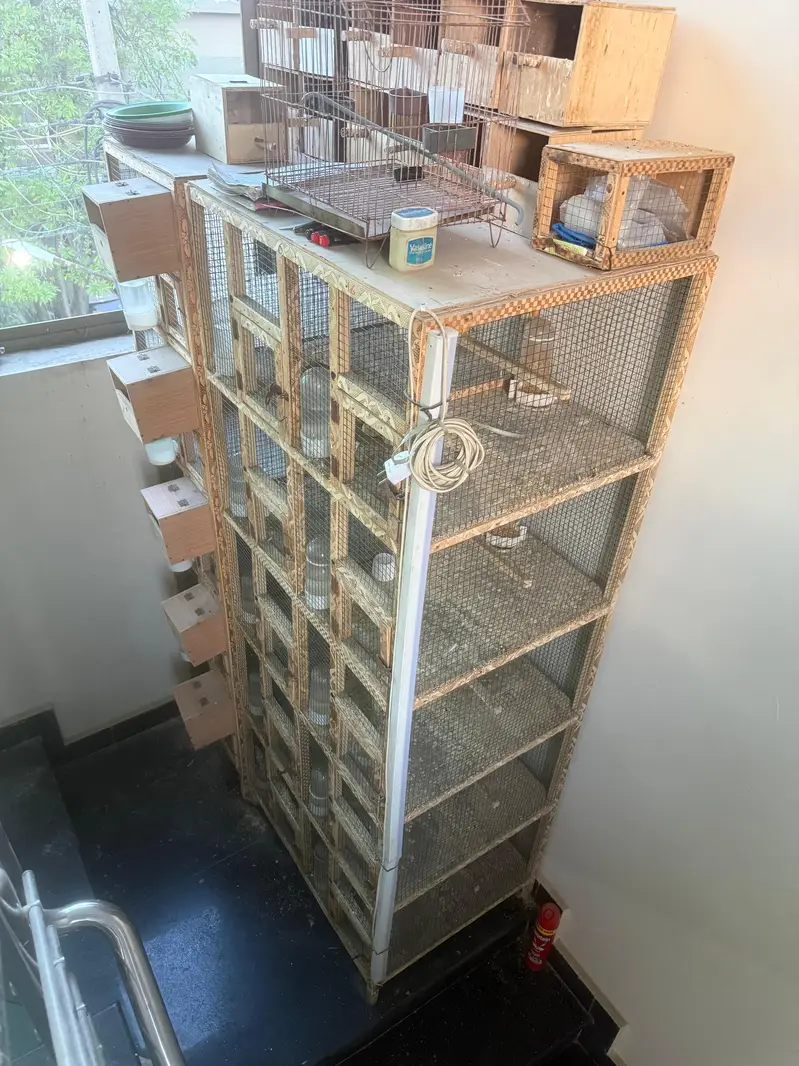 bengalese finch — photo 11