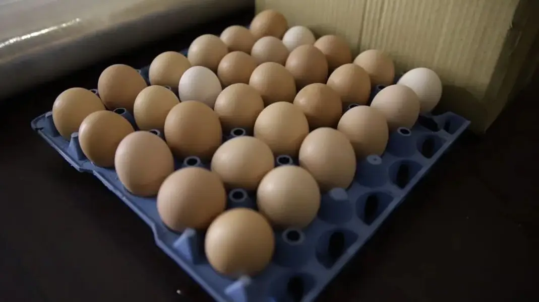 Golden Misri Desi Eggs – Fresh Farm Eggs – Karachi — photo 2