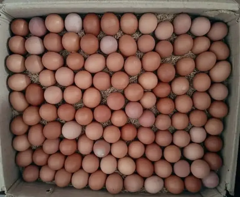 Golden Misri Desi Eggs – Fresh Farm Eggs – Karachi — photo 3