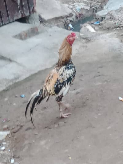 high quality murga for sale and exchange