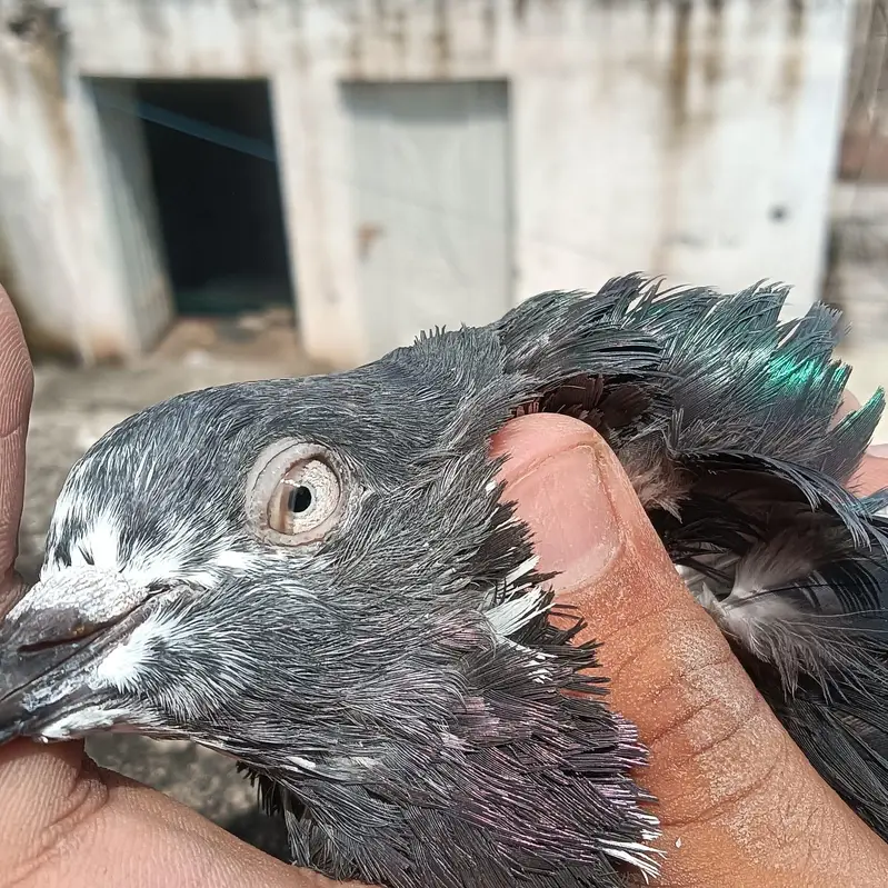 High quality Teddy x ferozpuri male for sale — photo 3