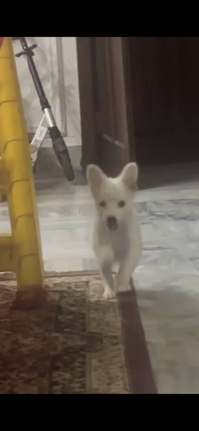 Russian Dog Puppy