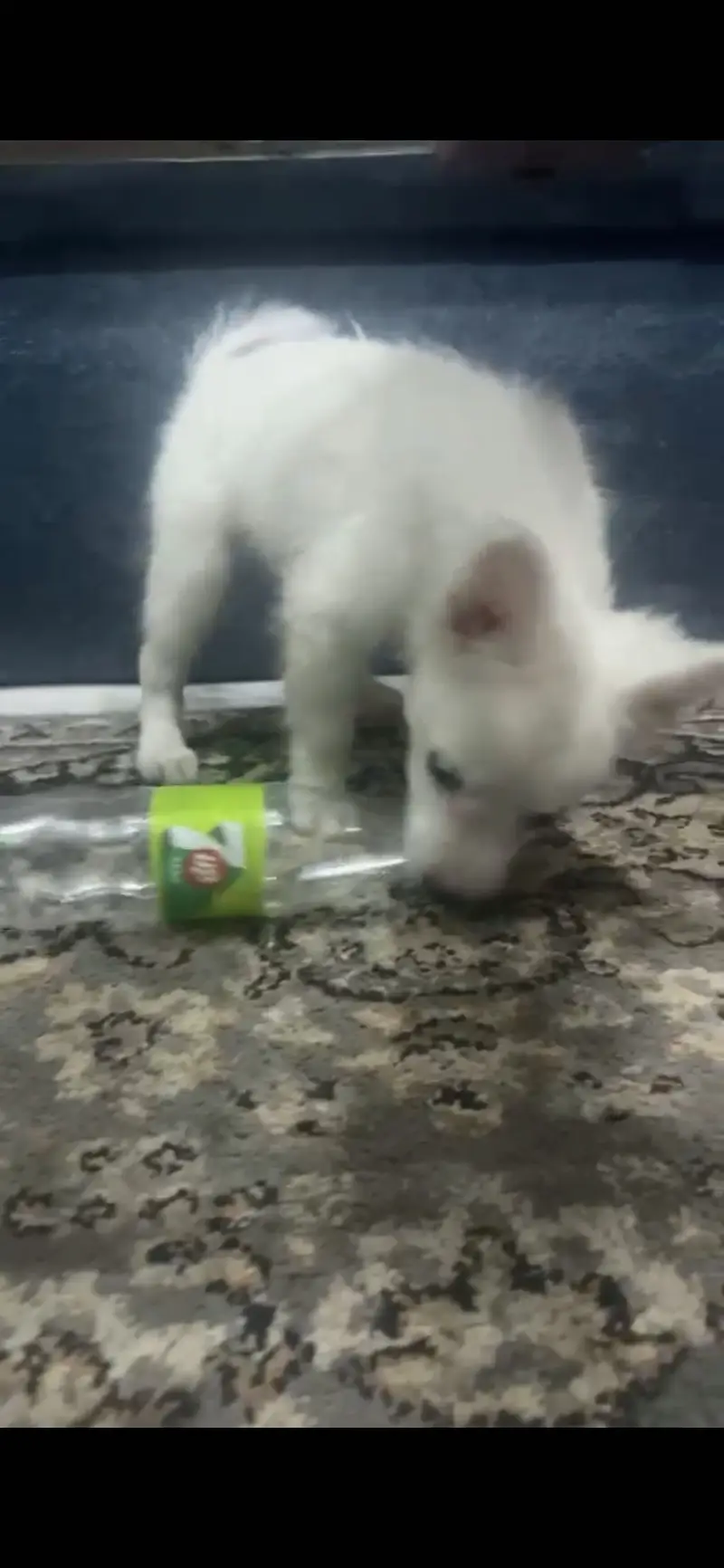 Russian Dog Puppy — photo 2