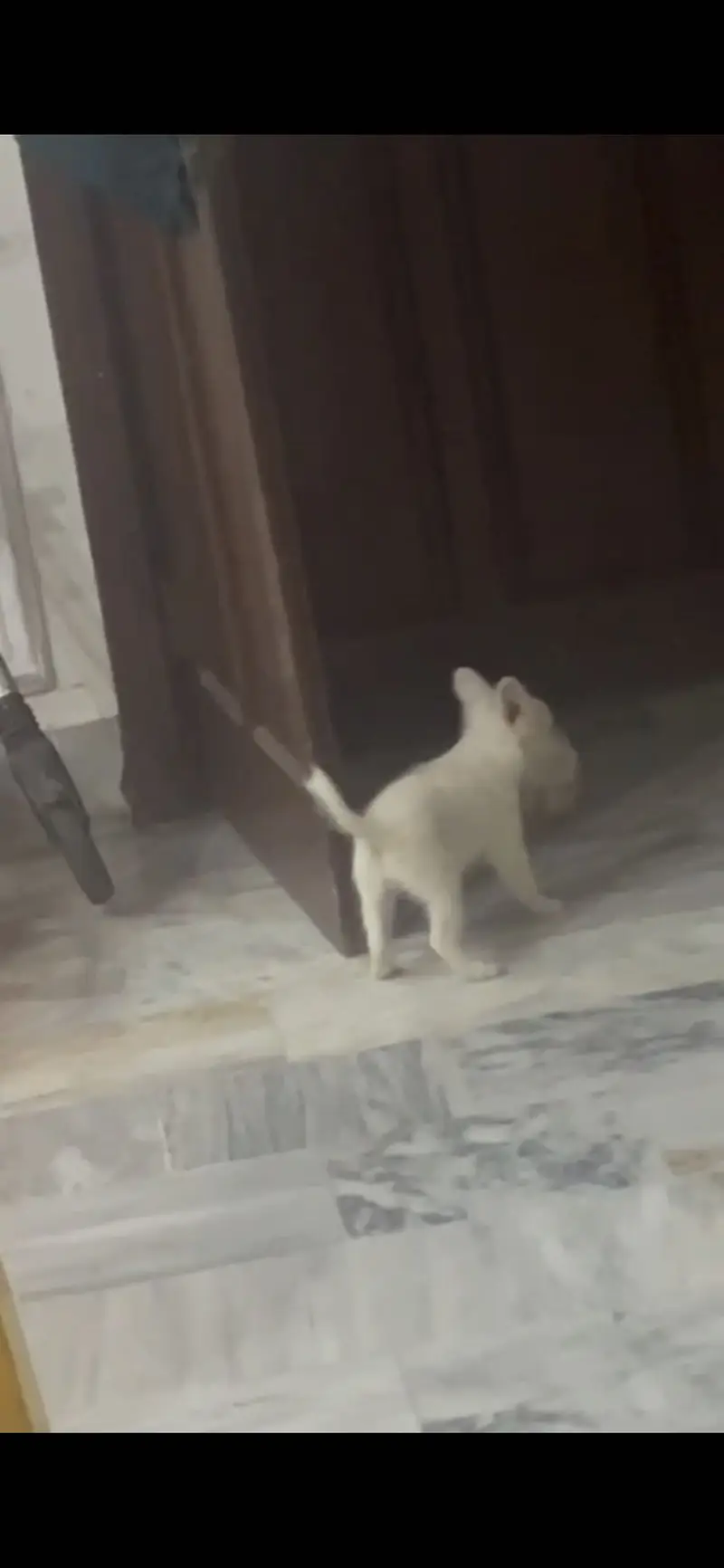 Russian Dog Puppy — photo 3
