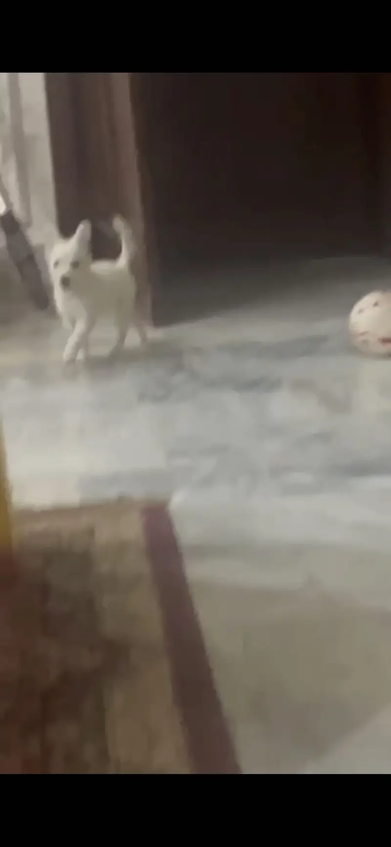 Russian Dog Puppy — photo 4