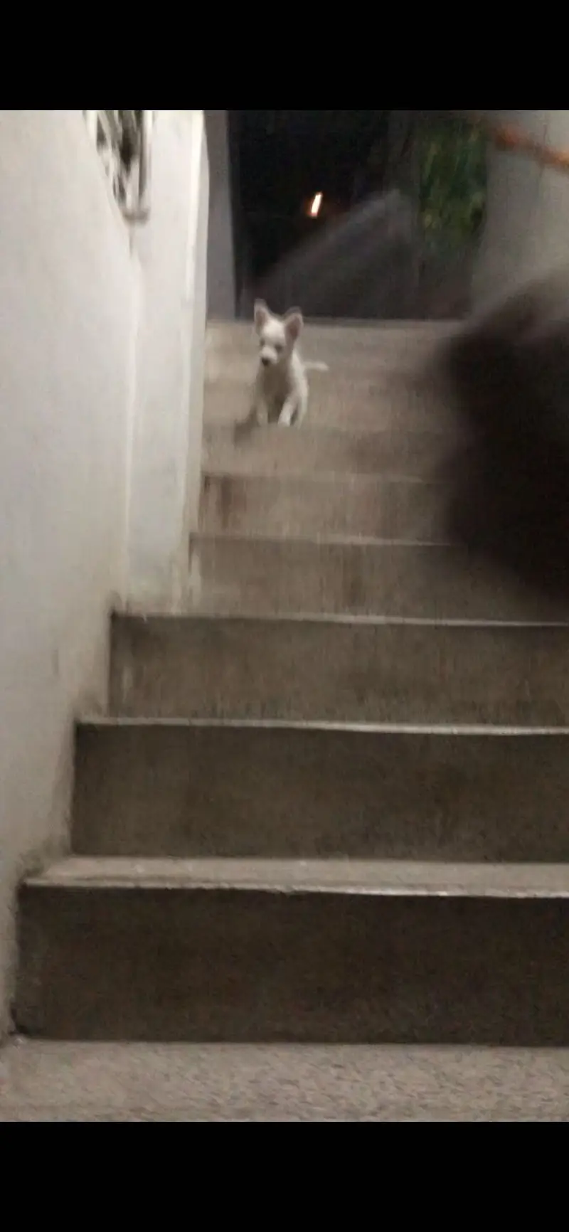 Russian Dog Puppy — photo 5