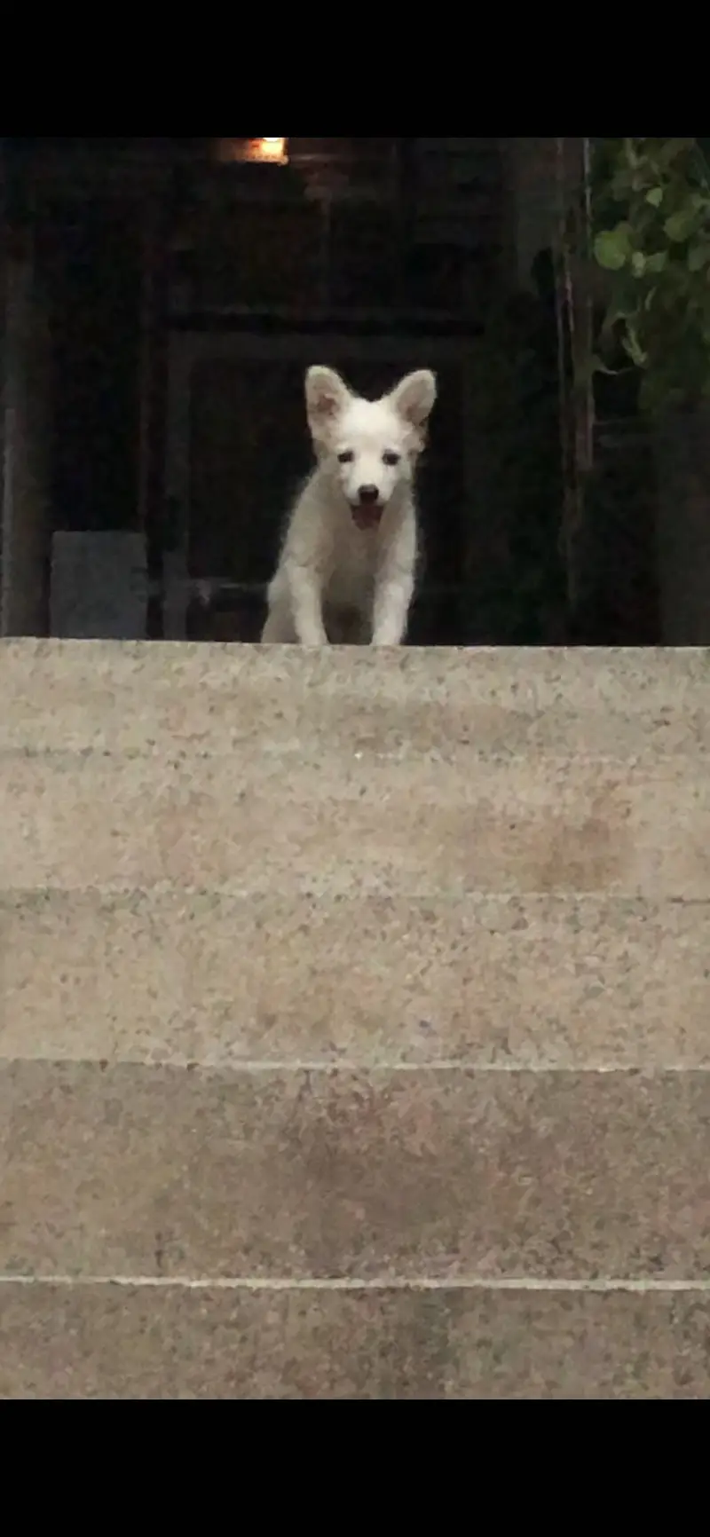 Russian Dog Puppy — photo 6