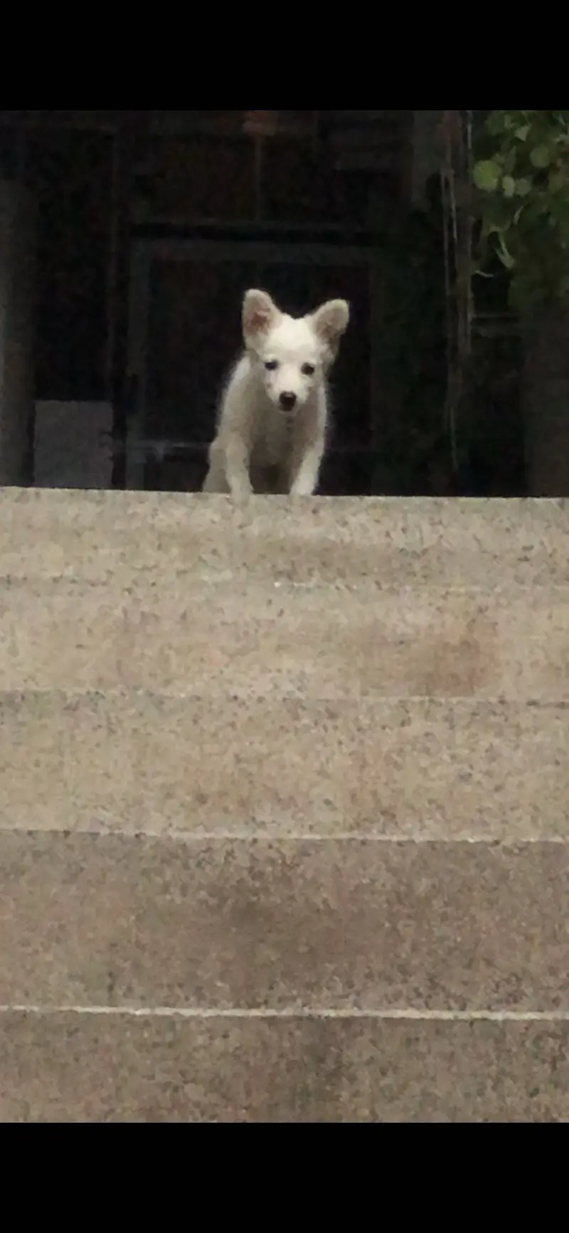 Russian Dog Puppy — photo 7