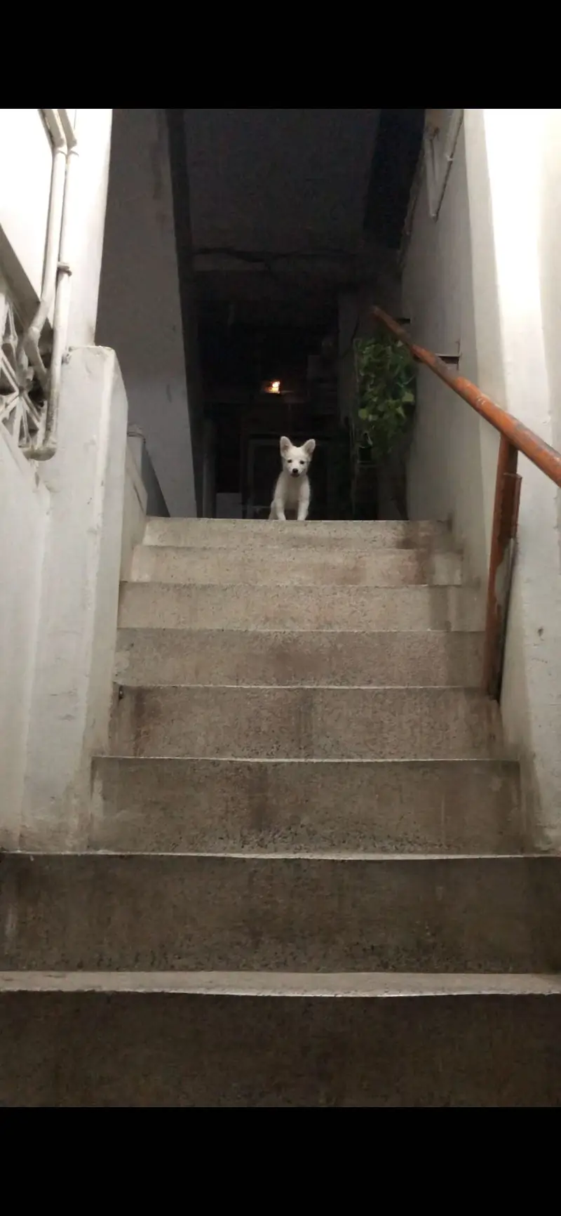 Russian Dog Puppy — photo 8