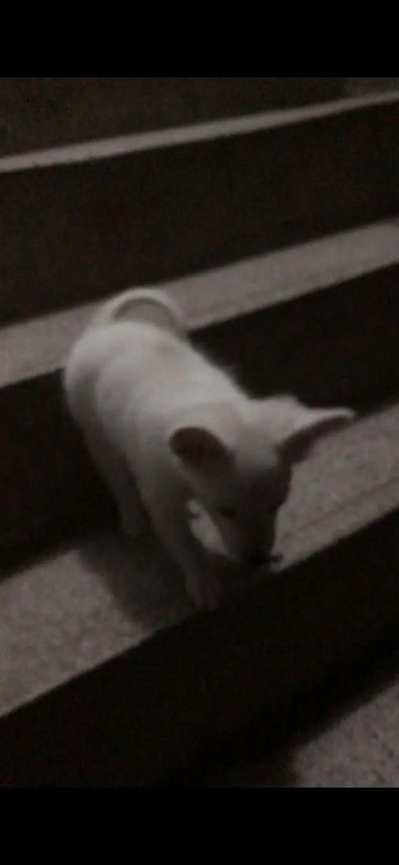 Russian Dog Puppy — photo 9