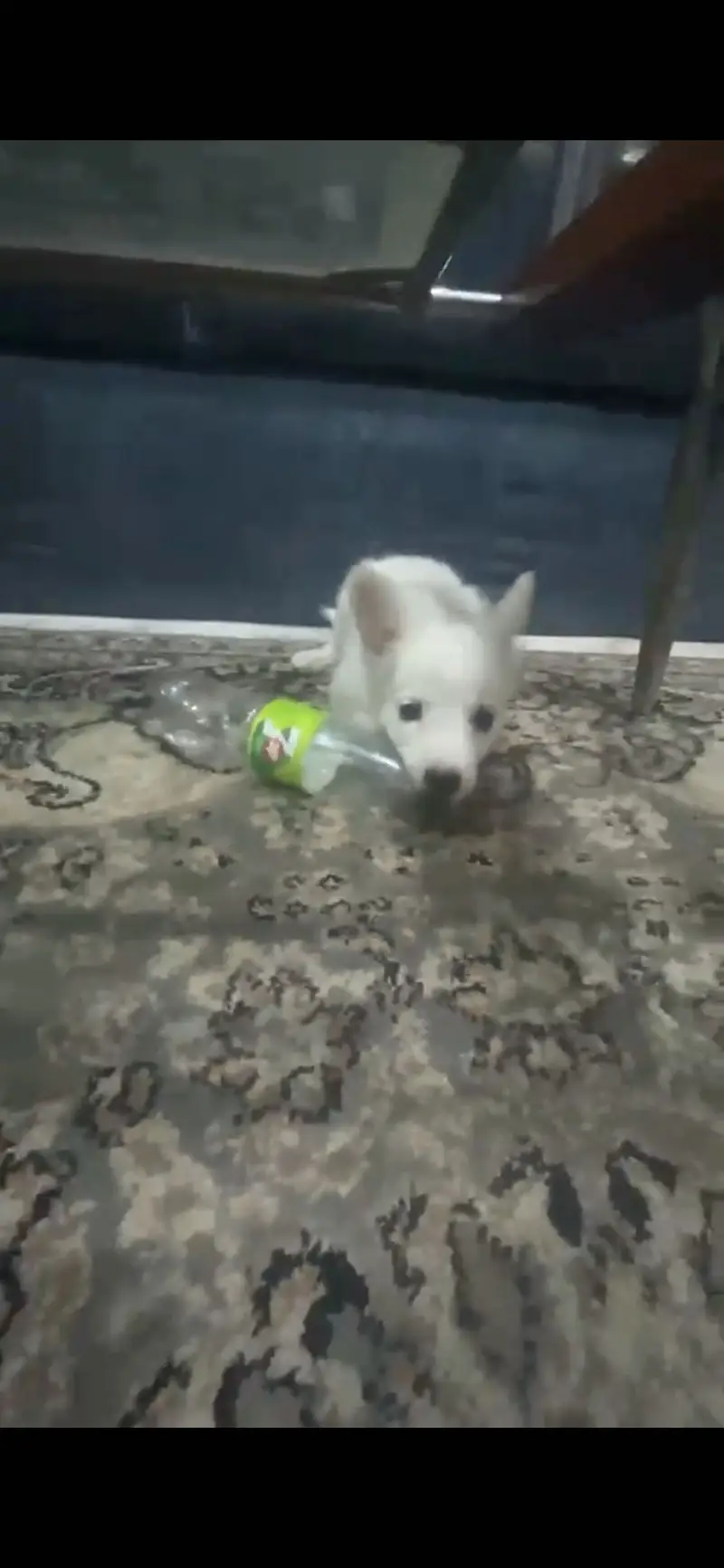 Russian Dog Puppy — photo 10