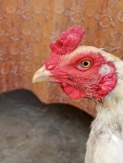 aseel male for sale 03282008800