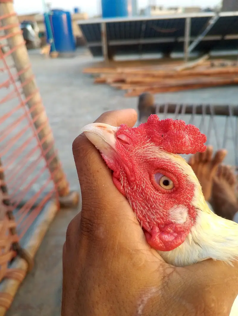aseel male for sale 03282008800 — photo 2