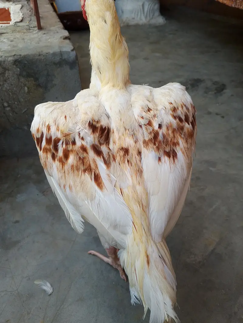 aseel male for sale 03282008800 — photo 3