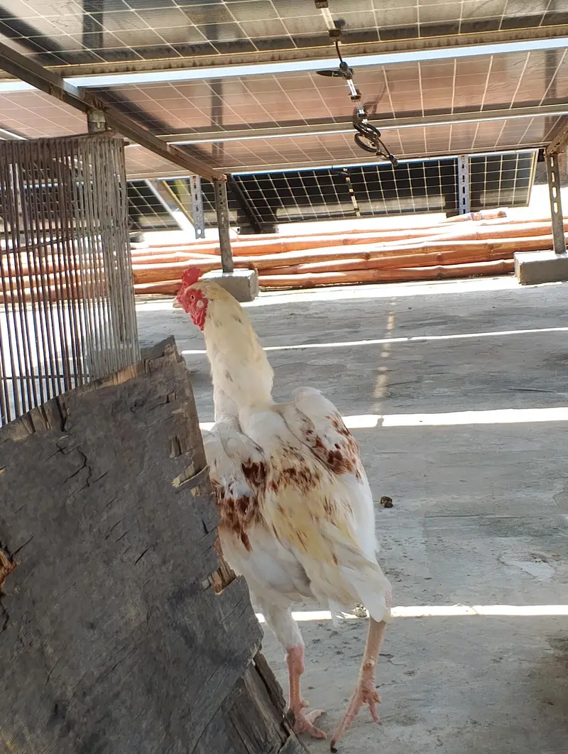 aseel male for sale 03282008800 — photo 4