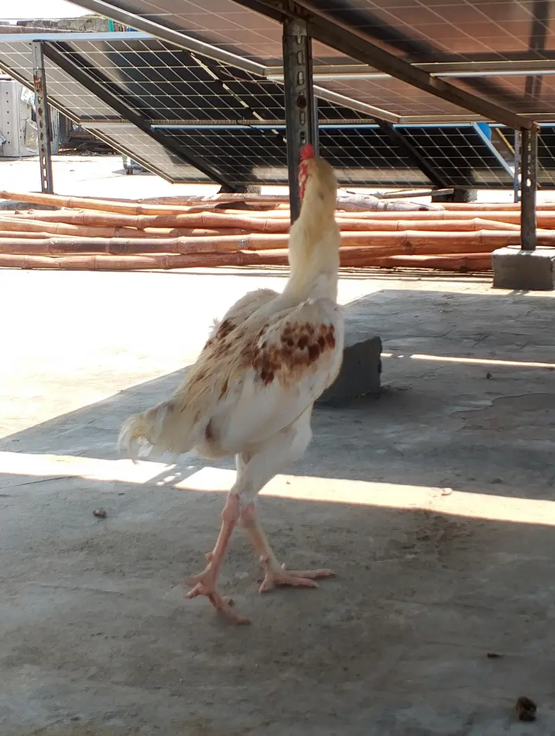 aseel male for sale 03282008800 — photo 5