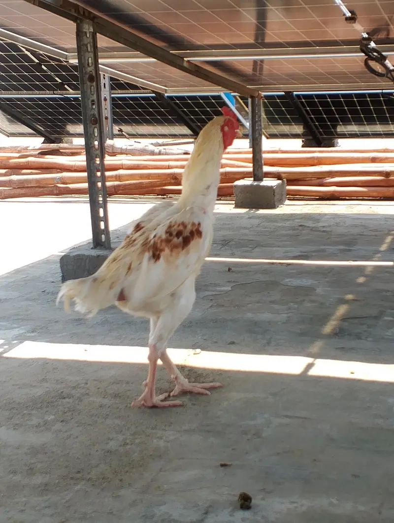 aseel male for sale 03282008800 — photo 6
