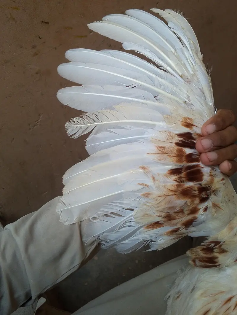 aseel male for sale 03282008800 — photo 8