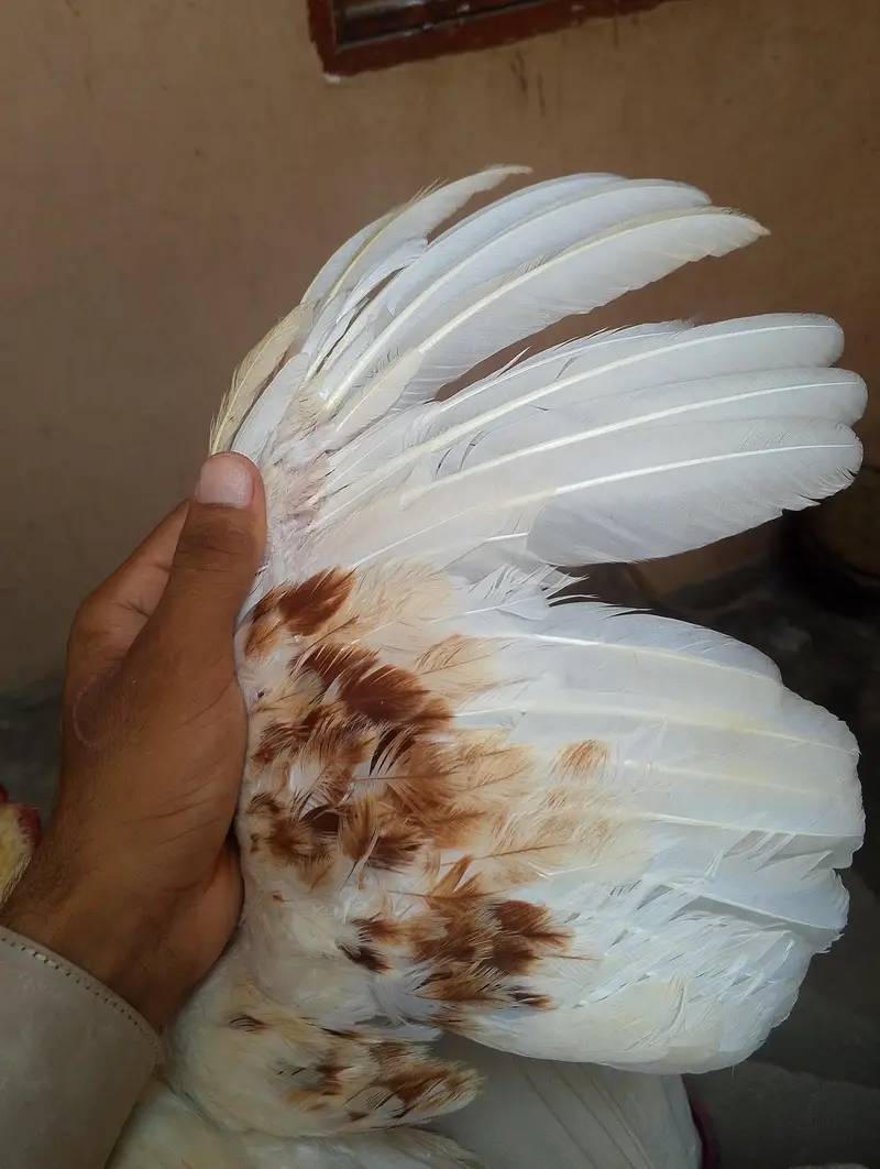 aseel male for sale 03282008800 — photo 9