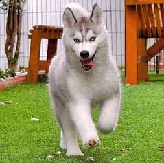 Husky | Siberian Husky | Wolly Coat Odd Eyes Huksy | Husky For Sale