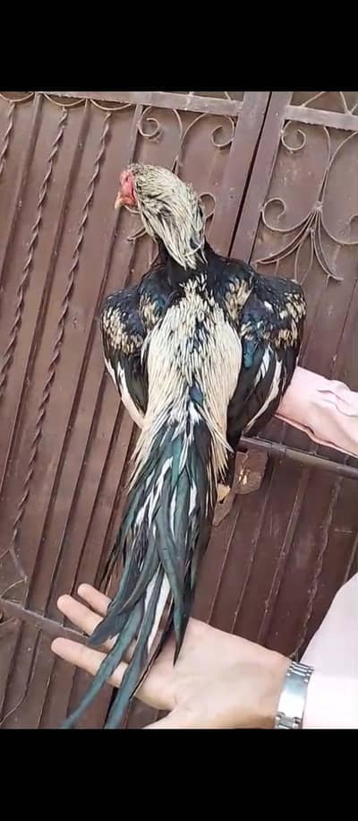 Assel murga or cages for sale