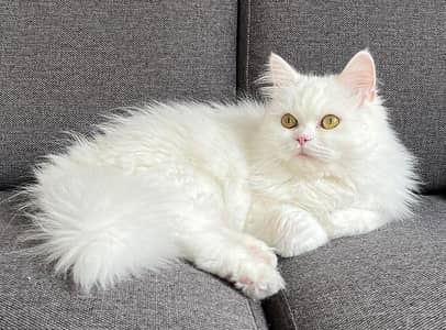 Persian cat Triple coated for sale