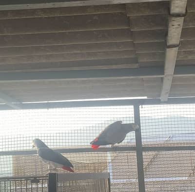 African grey bonded pair for sale