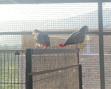 African grey bonded pair for sale — photo 2