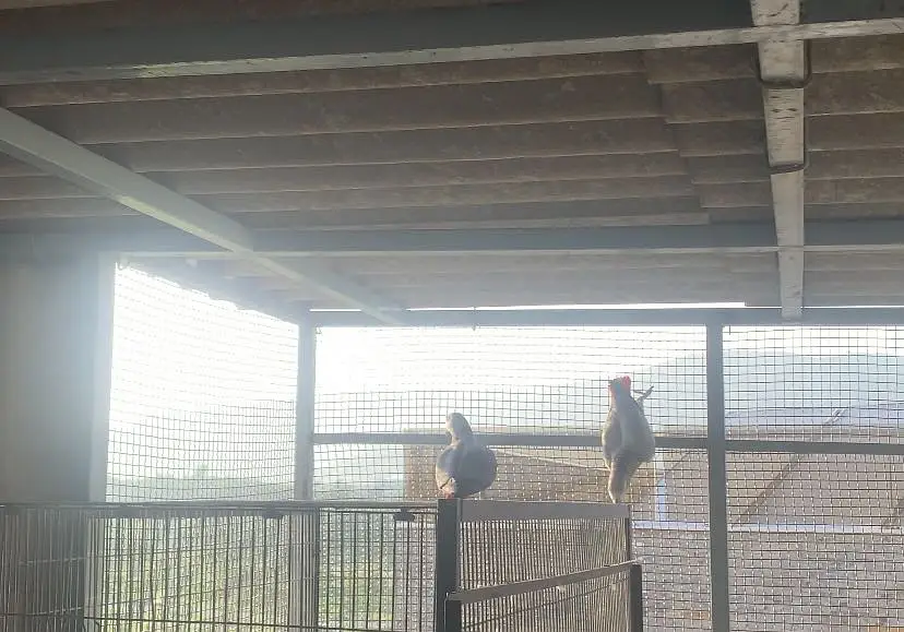 African grey bonded pair for sale — photo 3