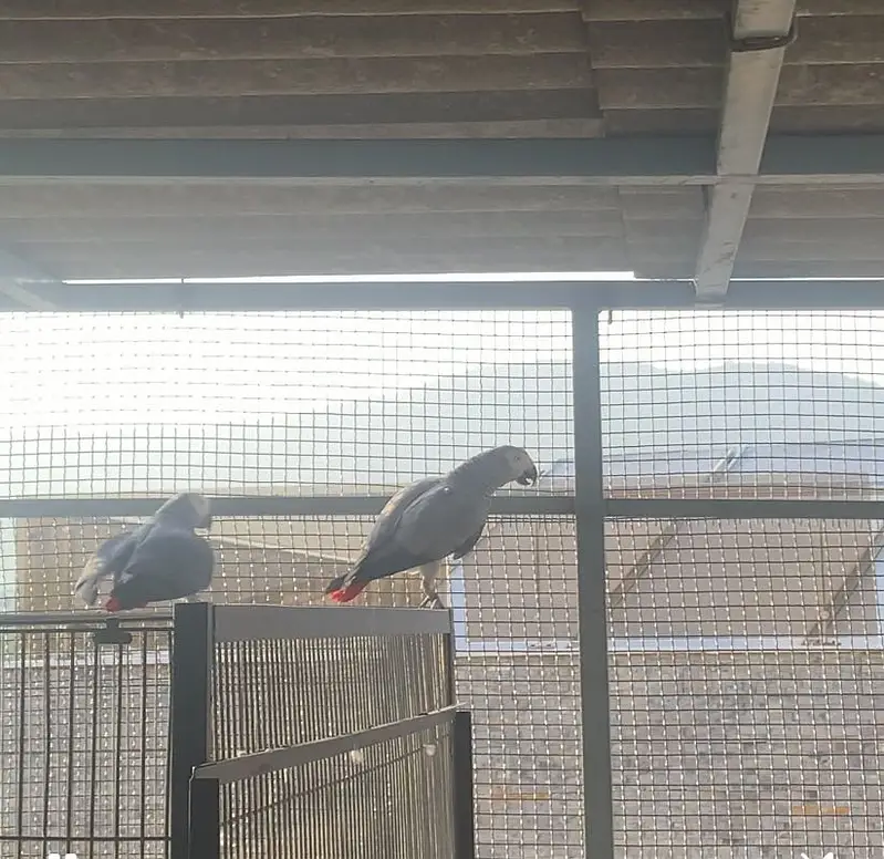 African grey bonded pair for sale — photo 4