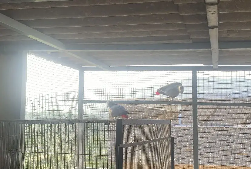 African grey bonded pair for sale — photo 5