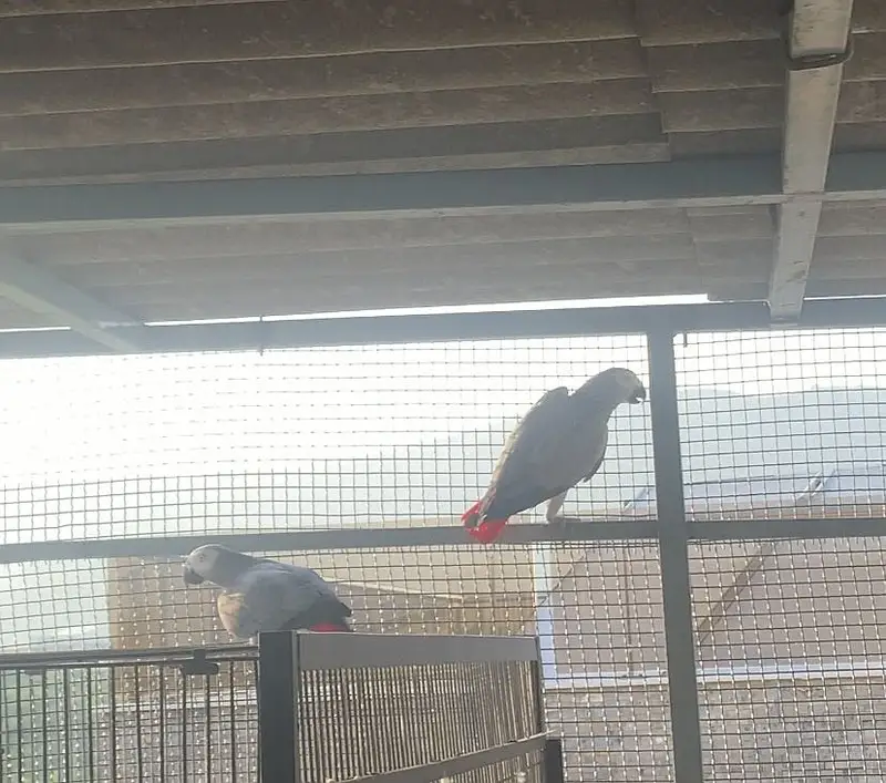 African grey bonded pair for sale — photo 6