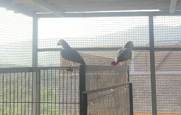 African grey bonded pair for sale — photo 7