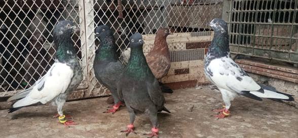 pigeon kabooter