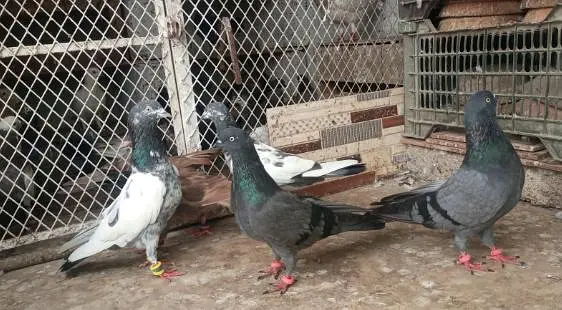 pigeon kabooter — photo 2