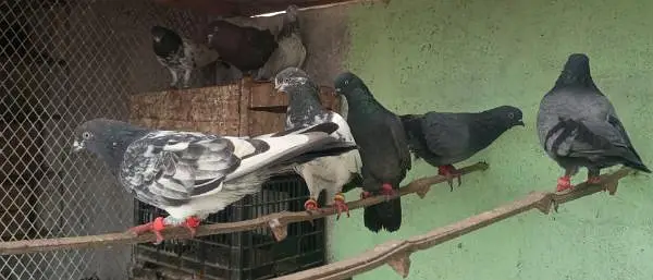 pigeon kabooter — photo 3
