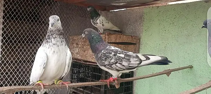 pigeon kabooter — photo 4