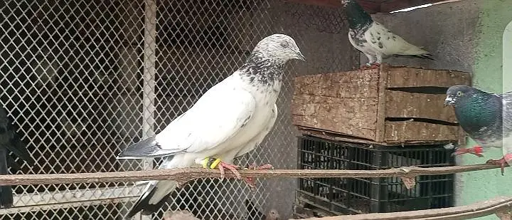 pigeon kabooter — photo 5