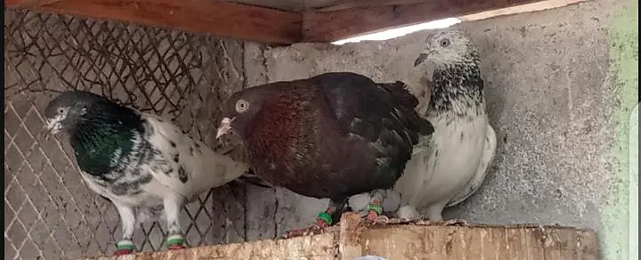 pigeon kabooter — photo 6