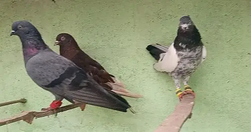 pigeon kabooter — photo 7
