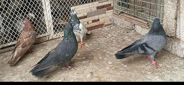pigeon kabooter — photo 8