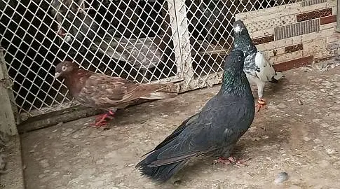 pigeon kabooter — photo 9