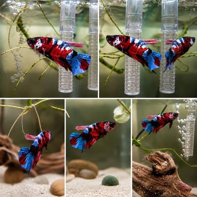 *Candy Betta Fish*