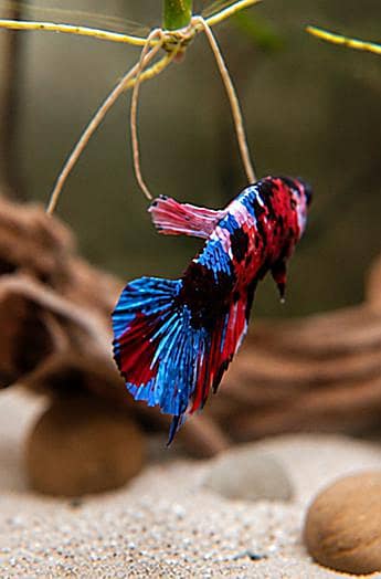 *Candy Betta Fish* 1